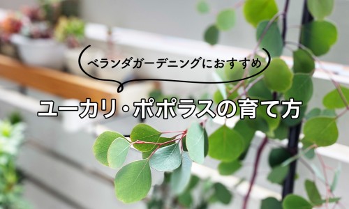 补肾益气胶囊能壮阳吗-补肾益脑胶囊适宜人群网 | 补肾益气胶囊多少一盒,补肾益气胶囊能壮阳吗